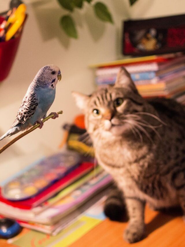 Can Cats and Birds Live Together