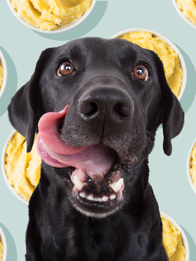 Can Dogs Eat Potatoes?