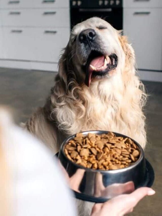 Health Benefits of Fibre for Dogs