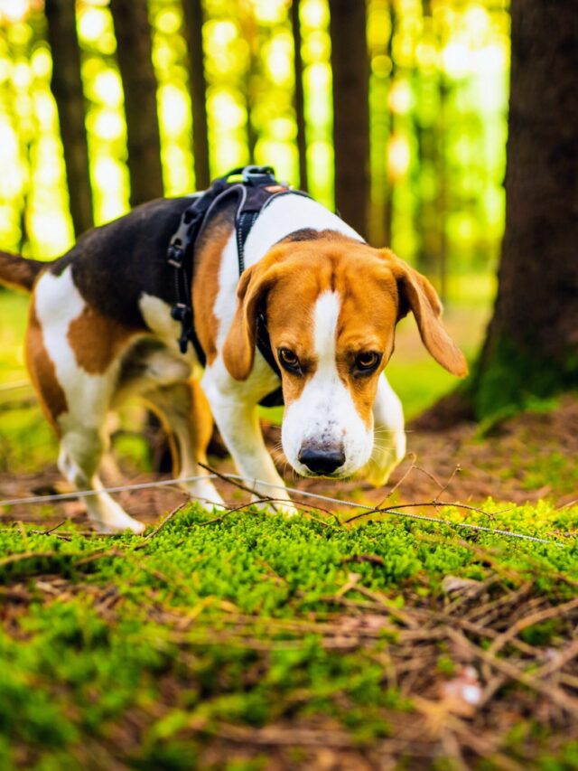 Dog breeds with the best sense of smell