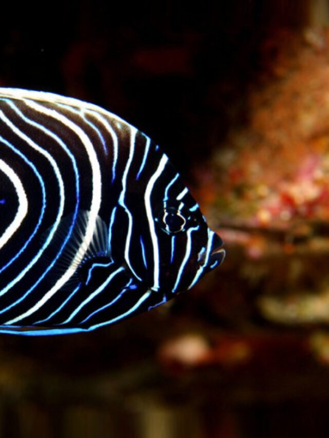 EMPEROR ANGELFISH