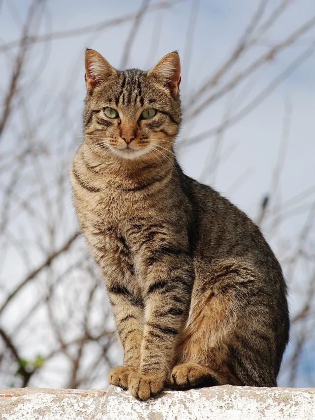 Incredible Facts About Cats