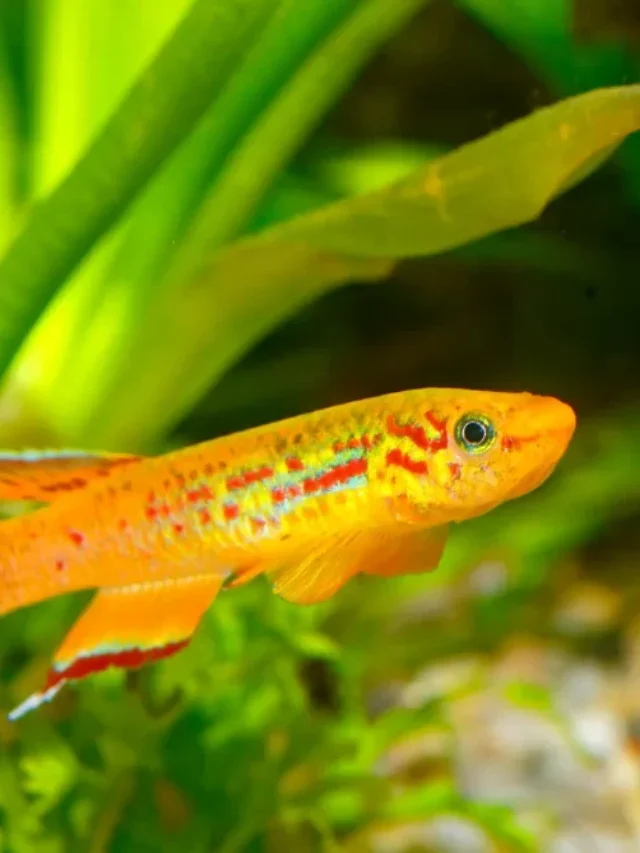 Nine of the World’s Most Gorgeous Fish