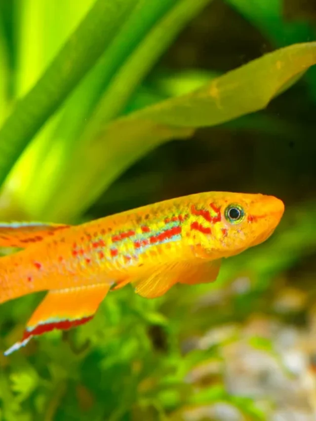 KILLIFISH