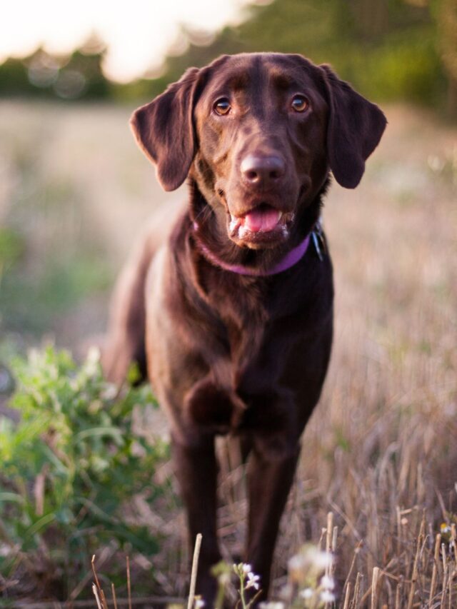 Best Dogs for Kids and Families