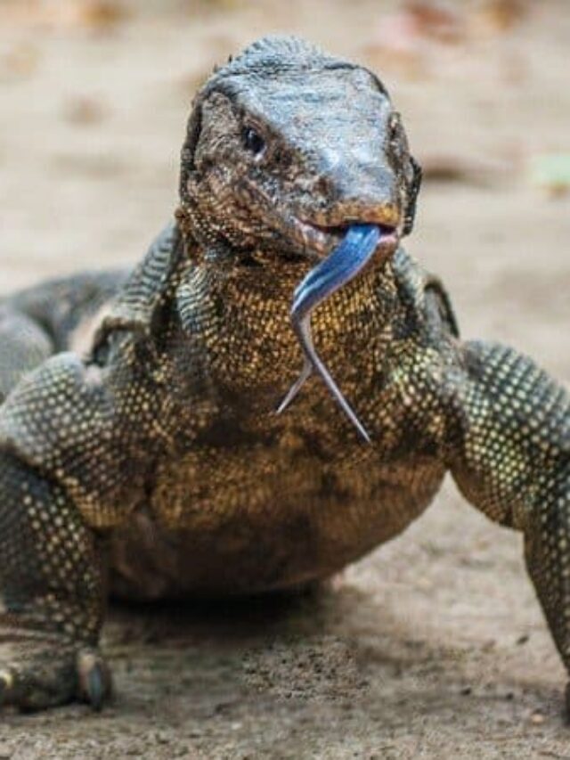Top 10 Deadliest Animals on Earth