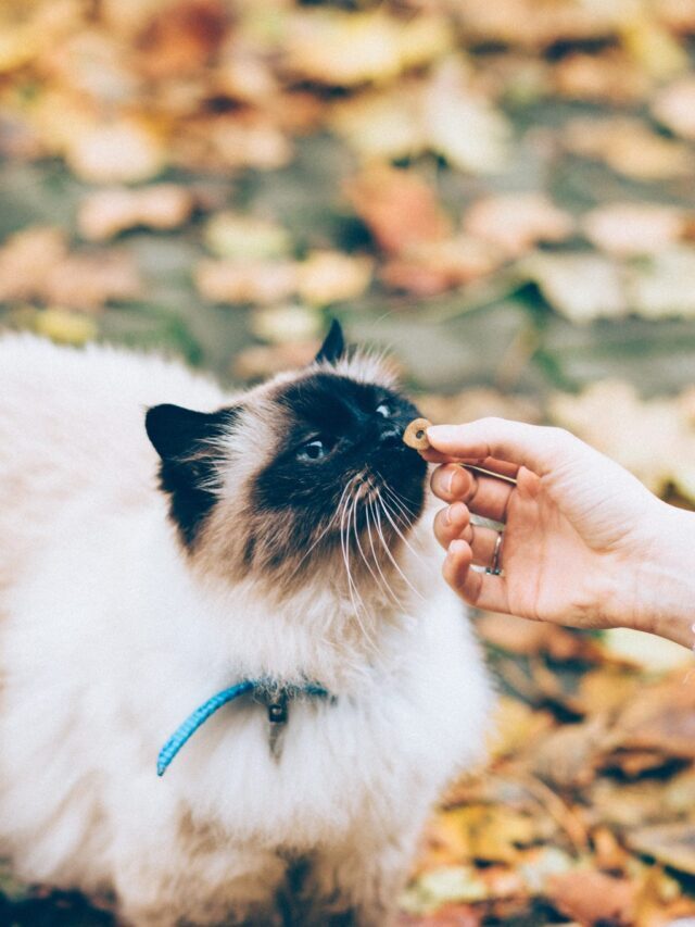 Top Ways to Train Your Cat