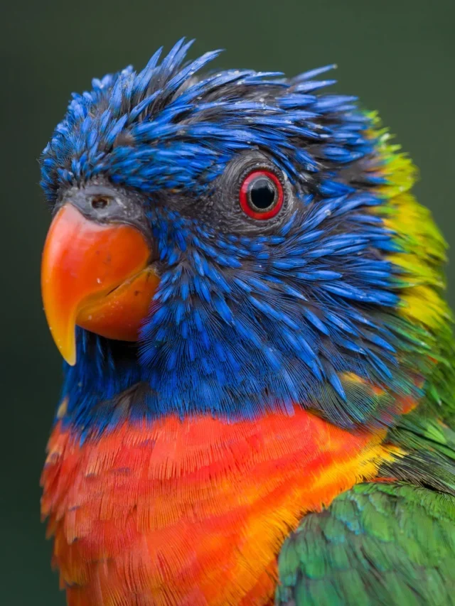 What Are Pinfeathers on Birds?