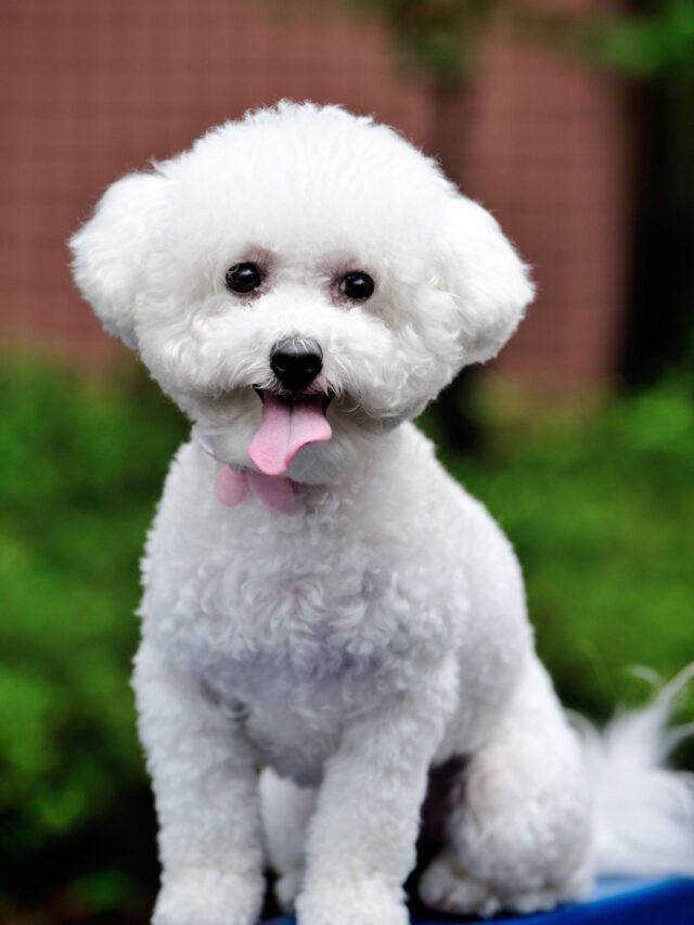 Top Low-Shedding Pets for Allergy Sufferers 01