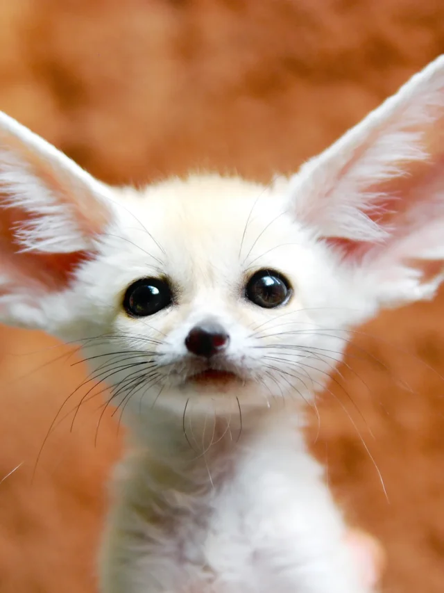 Unique Facts About Unique Animals