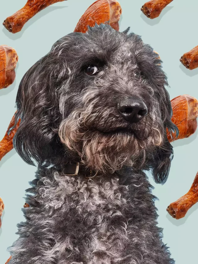 What Parts of a Turkey Can I Feed My Dog