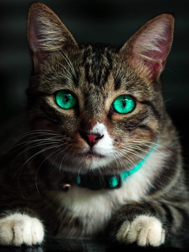 10 Most Intelligent Cat Breeds