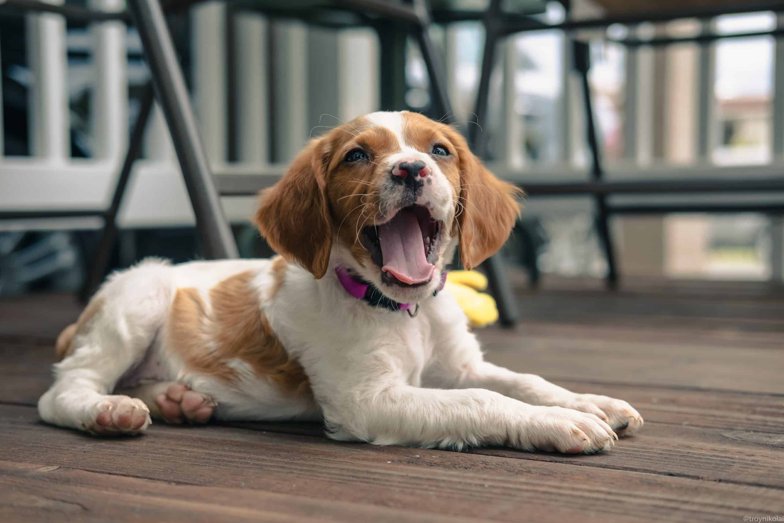 BRITTANY Dog