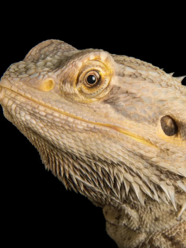 Bearded Dragon: Species Profile