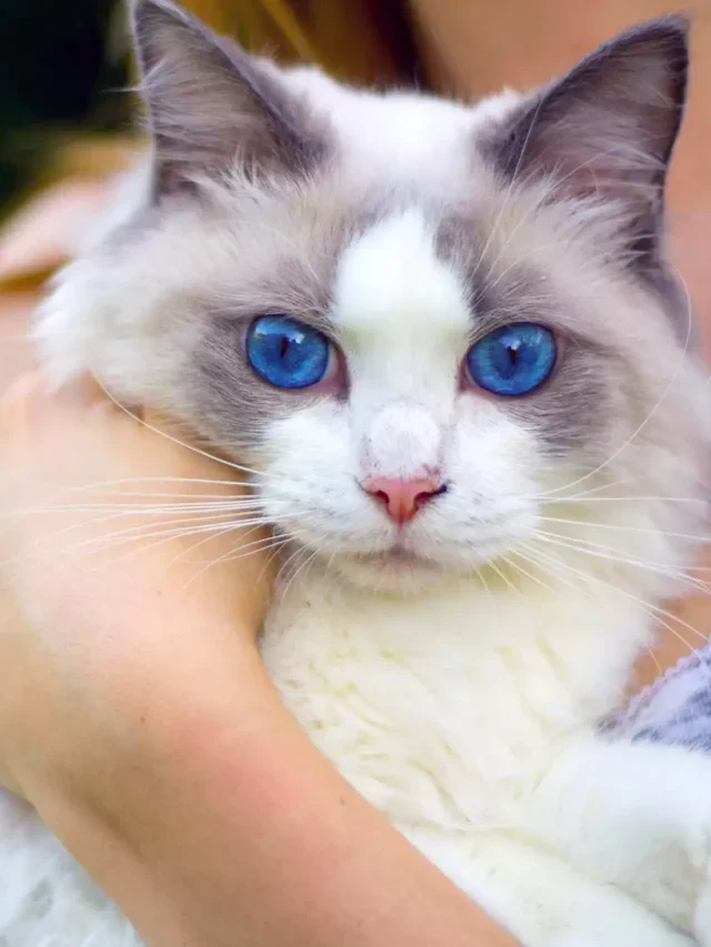 10 Best Cat Breeds With Blue Eyes