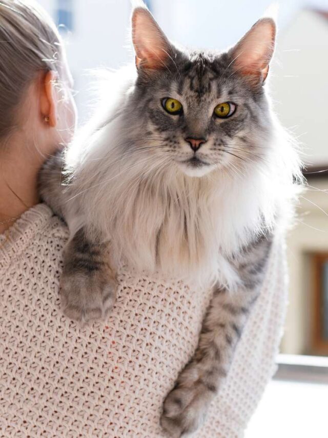 10 Cat Breeds That Are the Most Affectionate