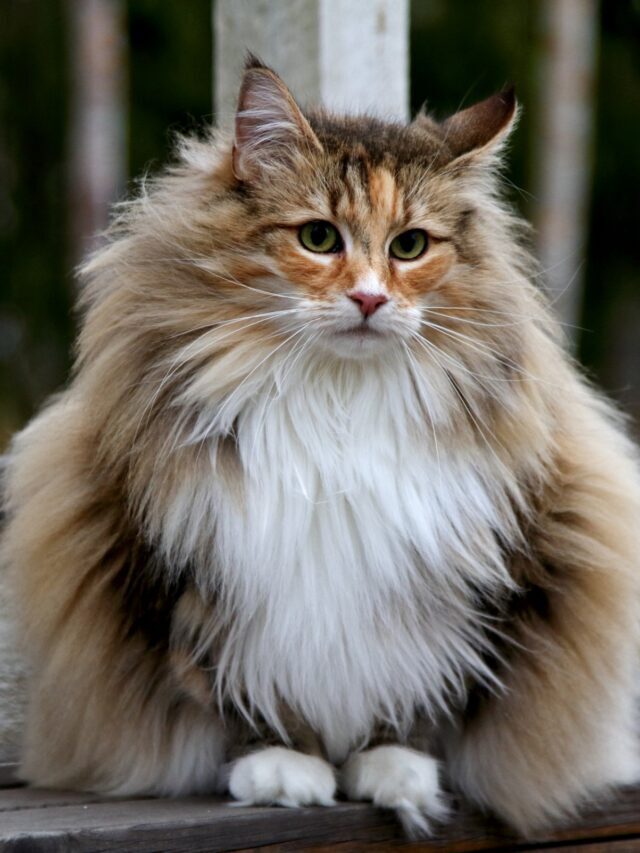 10 Cat Breeds With the Longest Lifespans