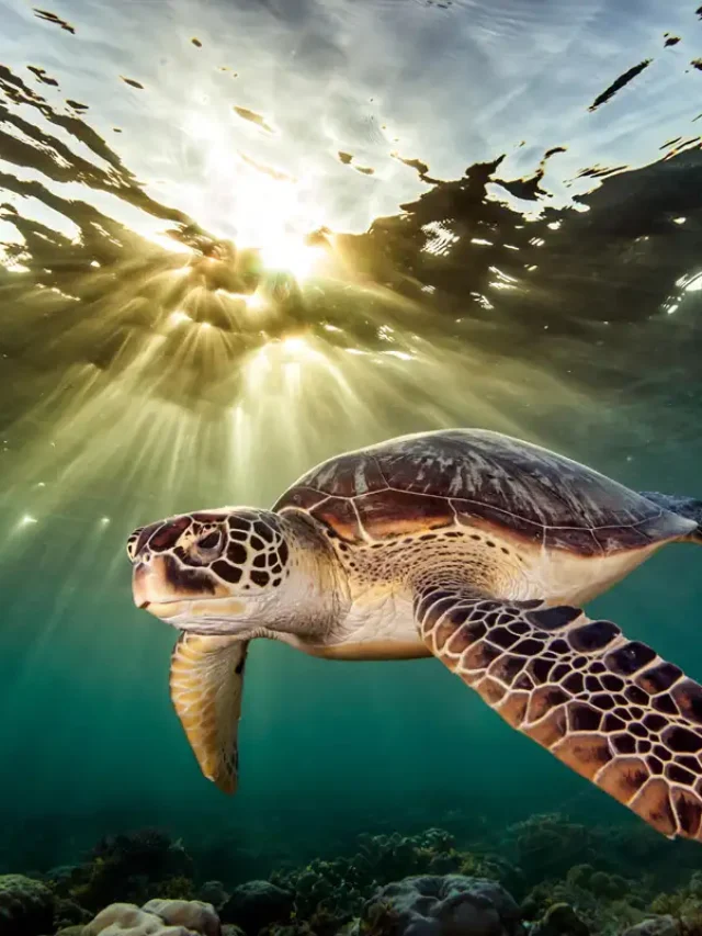 16-july_sea-turtles
