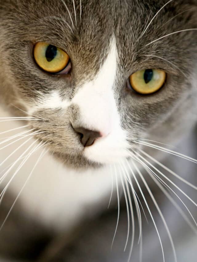 9 Amazing Facts About Cats