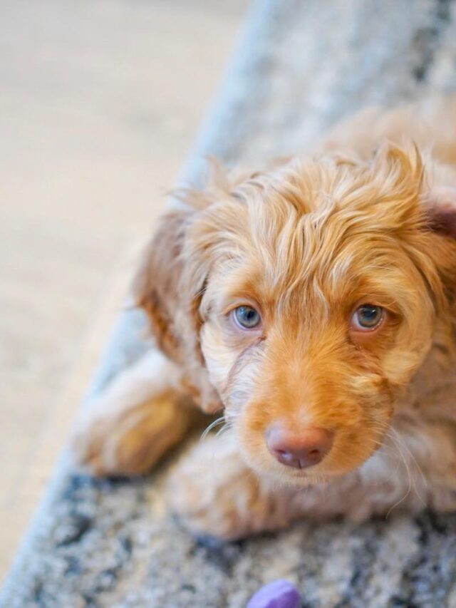 Facts That Only Labradoodle People Know