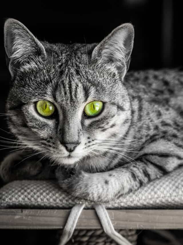 Incredible Egyptian Mau Facts