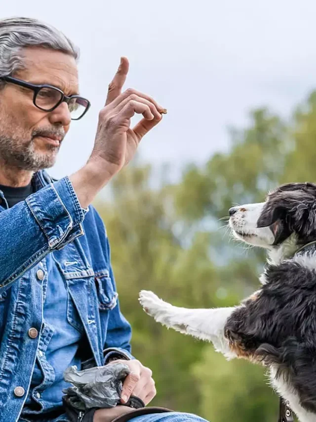 5 Tips To Train Your Furry Baby