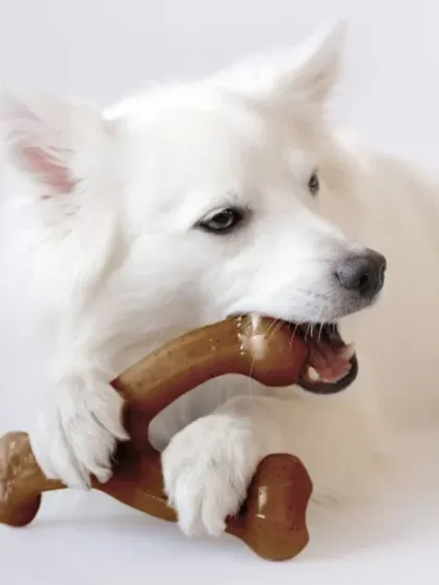 Best Dog Bones For 2023