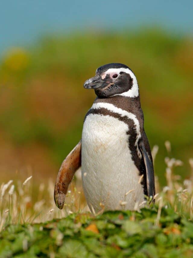 Top Facts About Magellanic Penguin