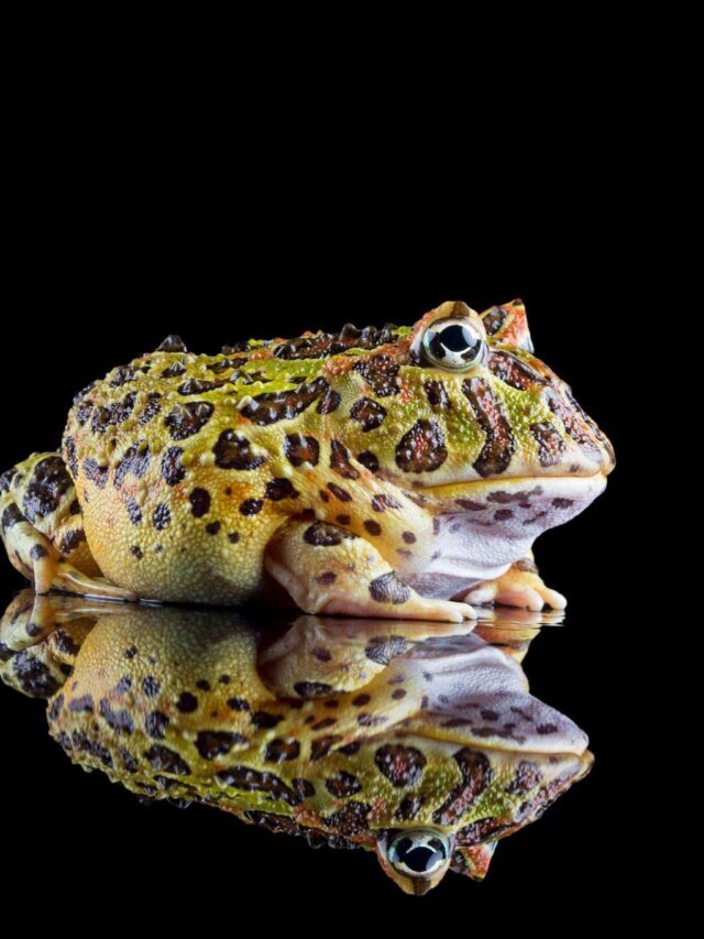Pacman Frogs The Famous Frog