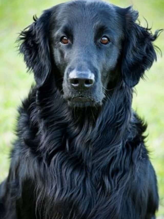 Fascinating facts about Flat-Coated Retrievers