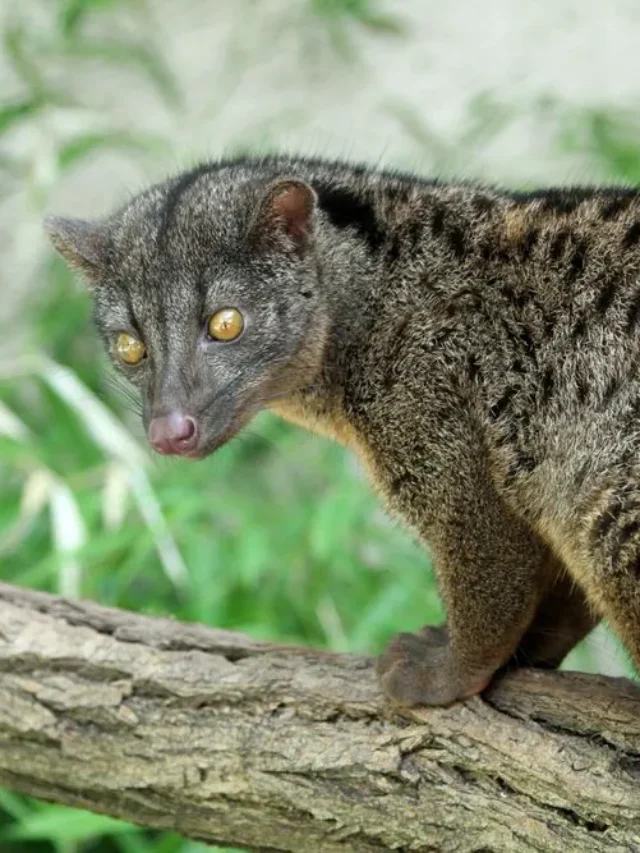 African Civet Facts: Body Features, Life