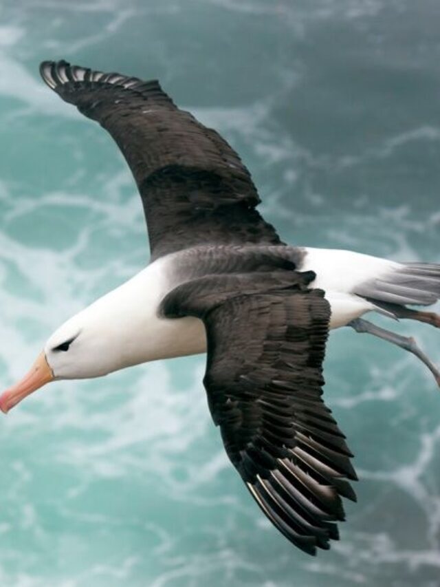 8 Amazing Facts About Albatrosses