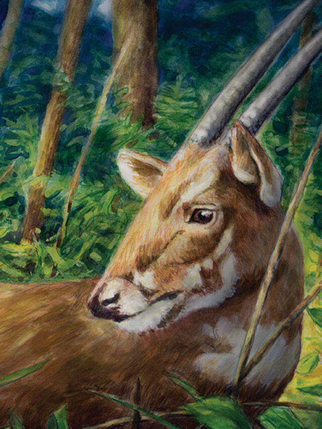Amazing Facts About the Saola 08