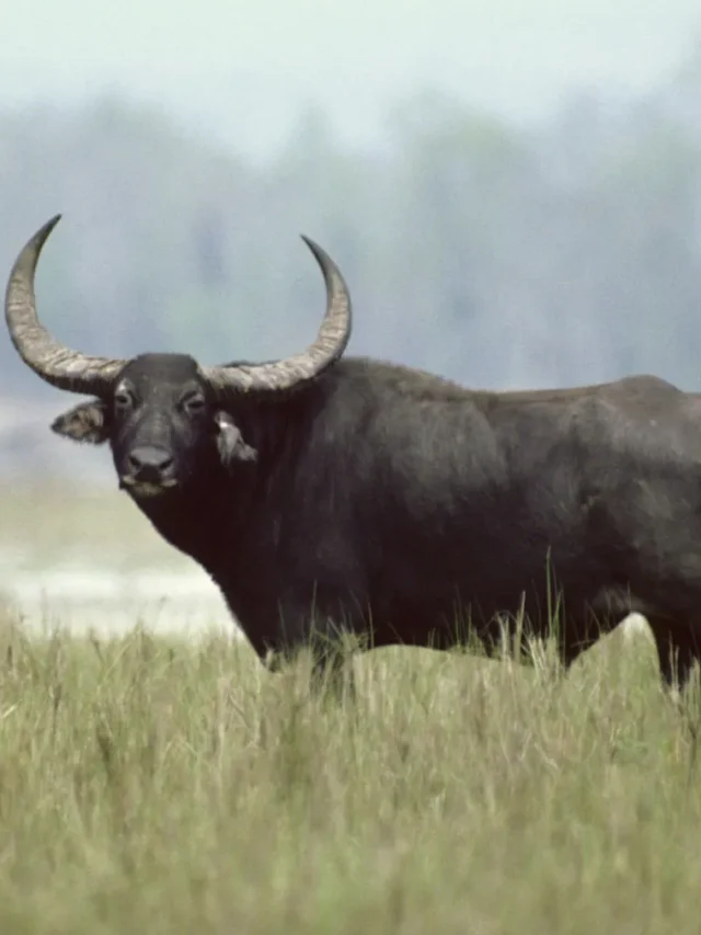 Amazing Facts Water Buffalo