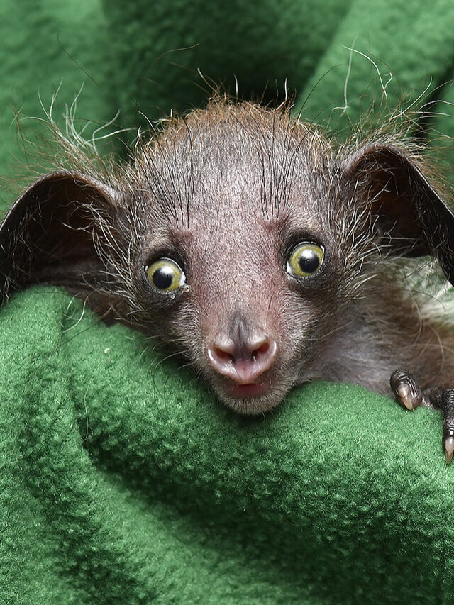 Fun Facts About the Aye-Aye