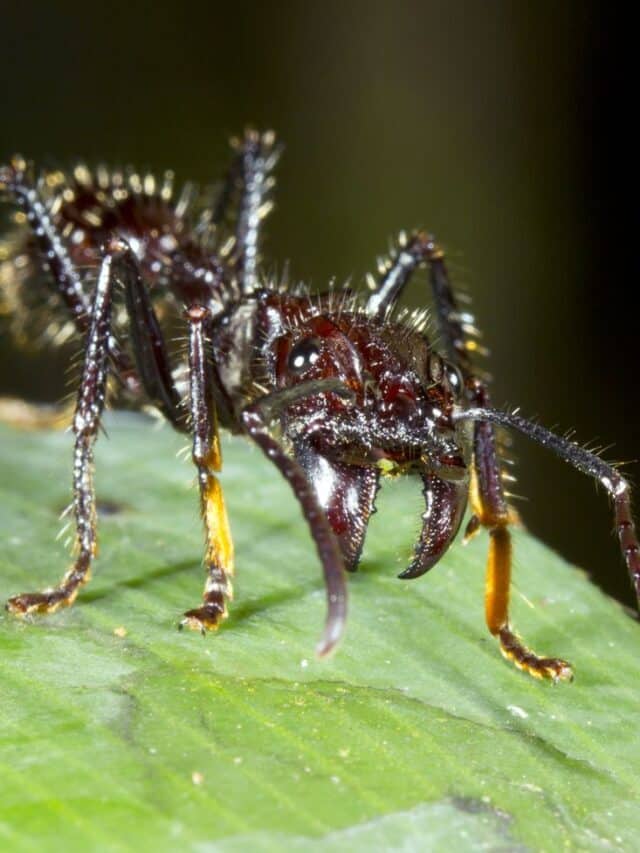 9 Small But Incredibly Dangerous Creatures