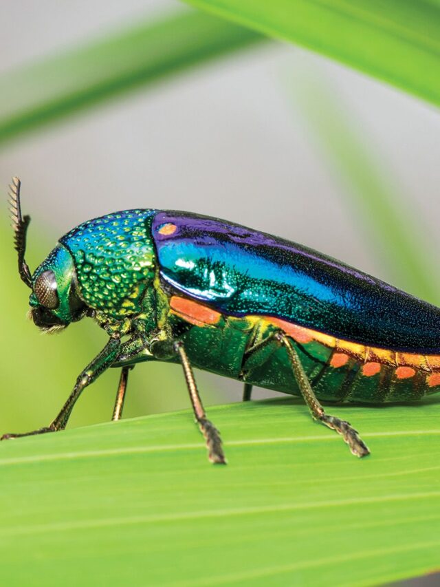 Beetles 01