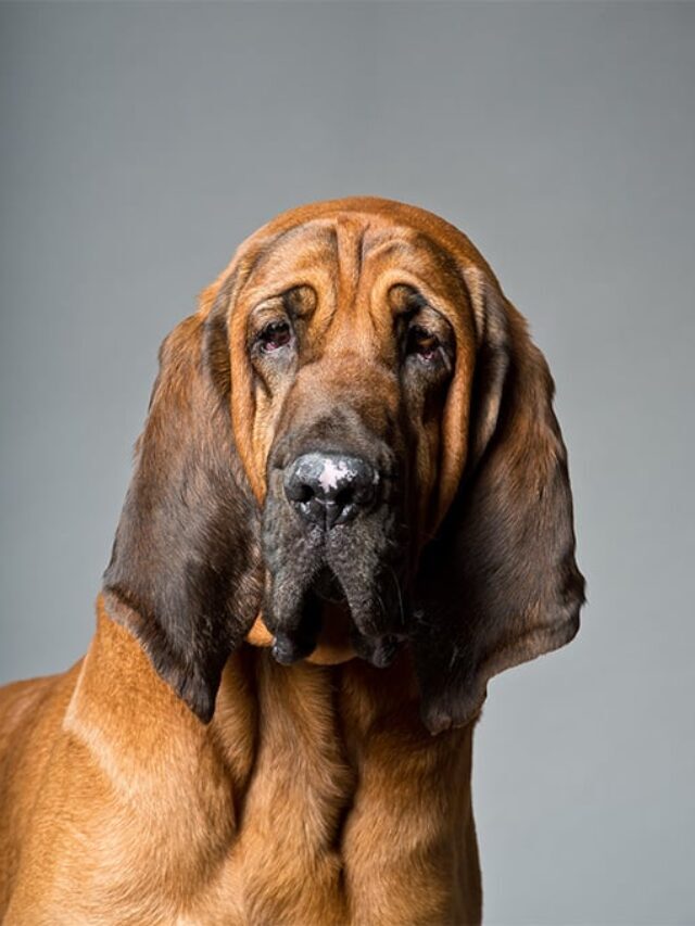 Incredible Bloodhound Facts