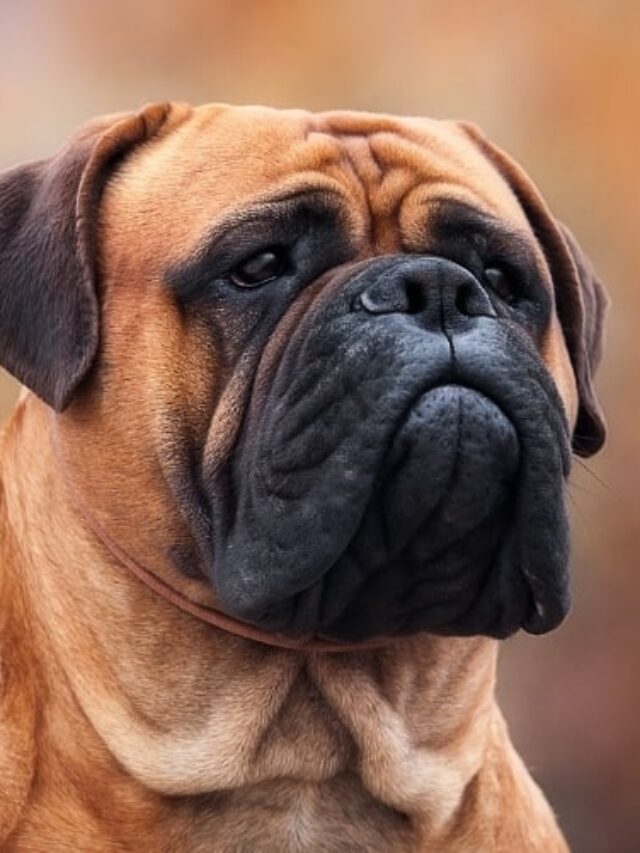 Bullmastiff-Dog-Outdoors