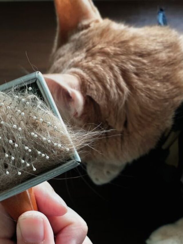 CAT SHEDDING
