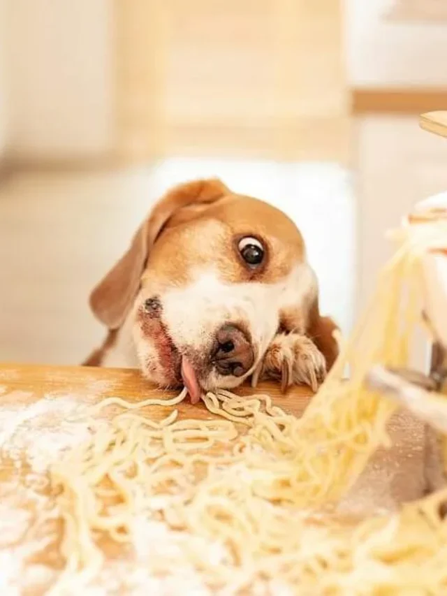 Can Dogs Eat Pasta