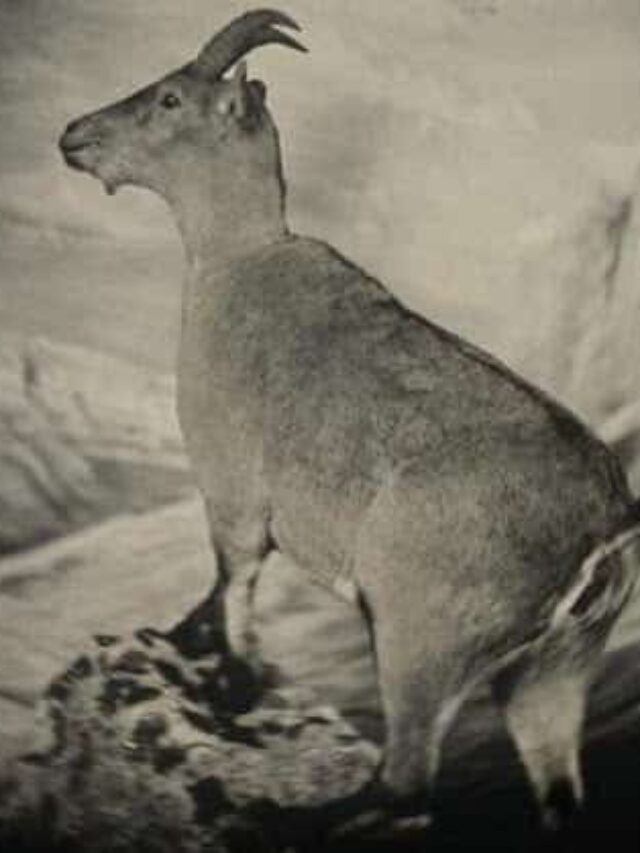 Celia The Pyrenean Ibex