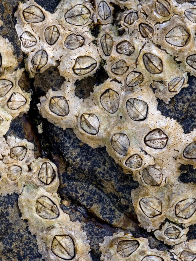 6 Incredible Barnacle Facts!