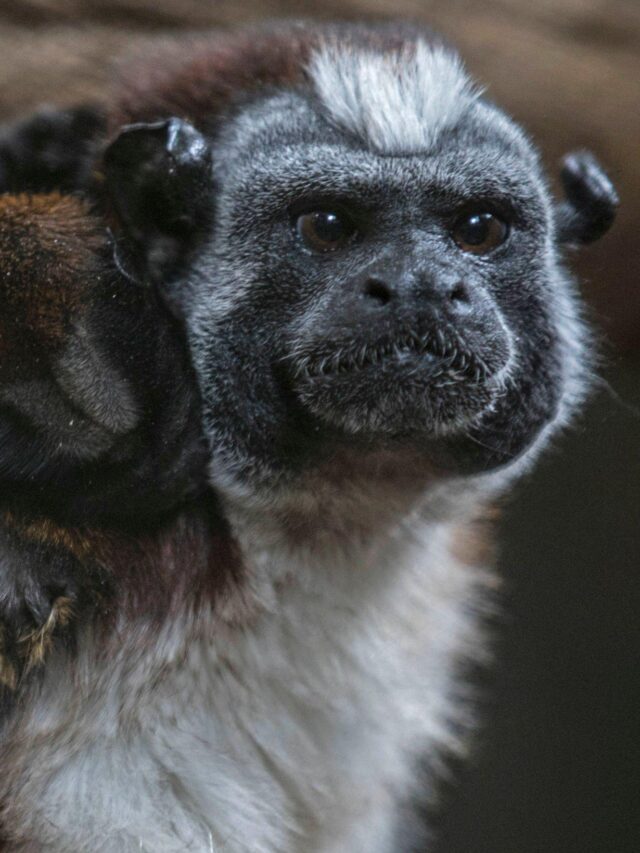 Cool Facts About GEOFFROY'S TAMARIN