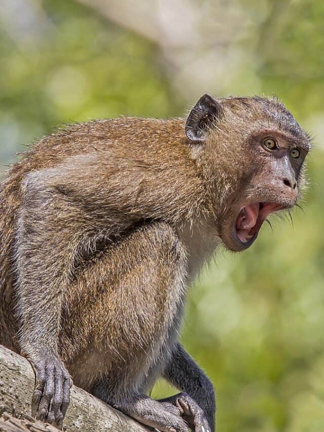 Crab-eating_macaque_(Macaca_fascicularis)_Phang_Nga