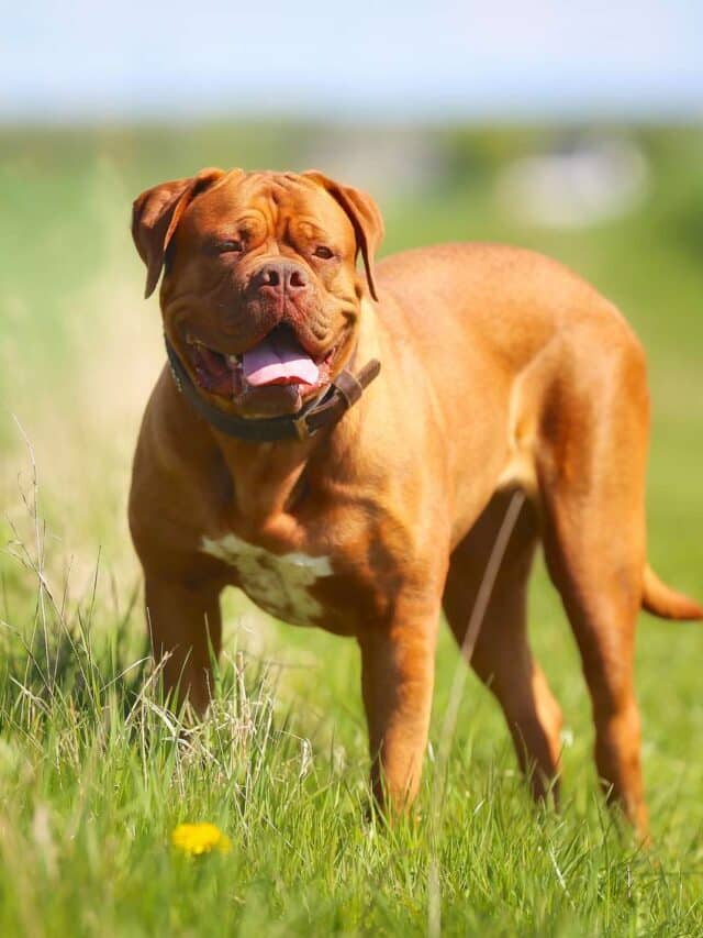 French Dog Breeds That Turn Heads