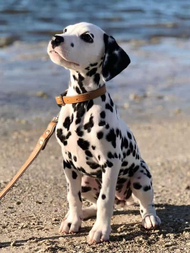 Top Facts of Dalmatian