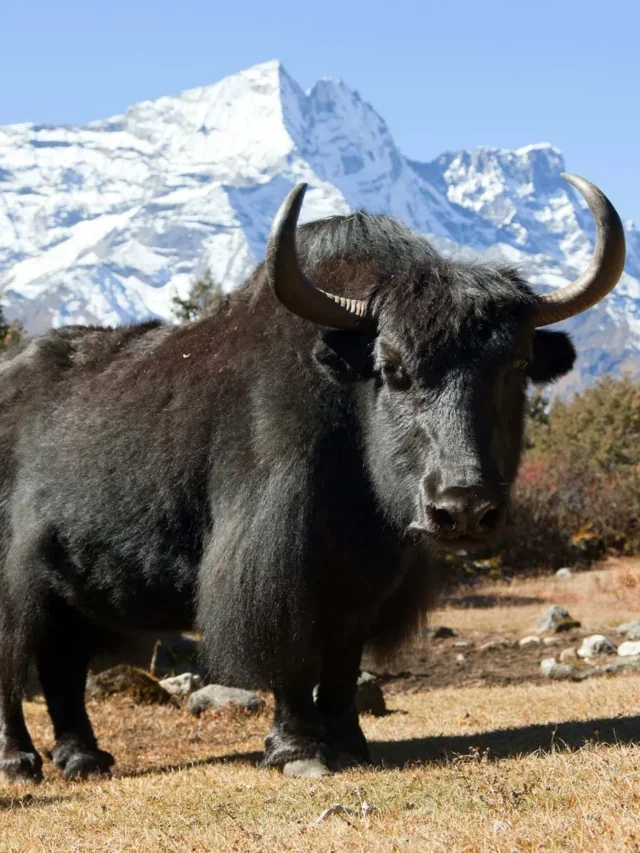 FSSAI approved Yak as a ‘food animal’