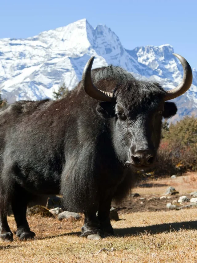 FSSAI approved Yak as a ‘food animal’