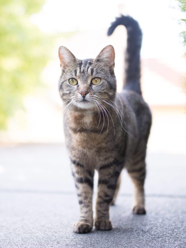 Facts About Cat Communication Cues